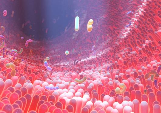 Illustration of inside of human gut microbiome 