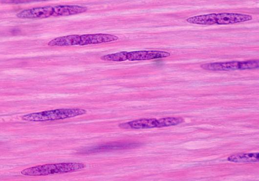 Microscopic image of smooth muscle cells