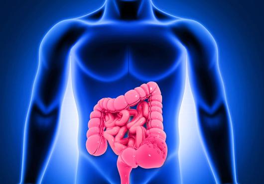 Rendering of a human silhouette in blue and intestines in red