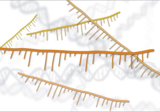 illustration of several antisense oligonucleotides