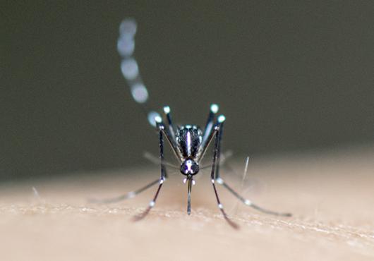 Close-up, head-on shot of a mosquito perched on pale human skin