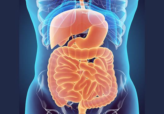 digital illustration of human digestive system