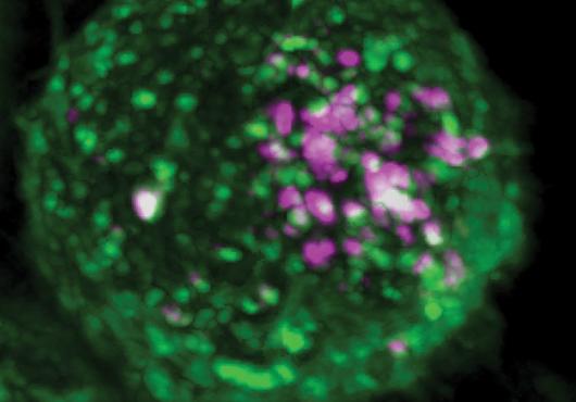 Glowing pink virus-like particles enter a glowing green cell at the sites of recently identified receptors for EEEV.