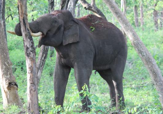 Shot of an elephant with mouth open among tree trunks, grass and other greenery in the background