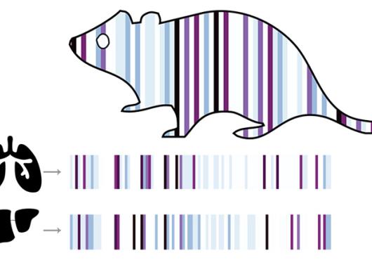 Illustration of a mouse, lungs and liver with barcode decorations