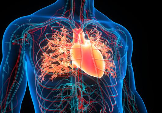 Illustration of human body with visible organs inside chest cavity; blue on black background