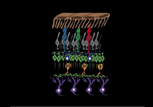 An artistic interpretation of genes