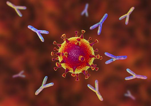 coronavirus and antibodies