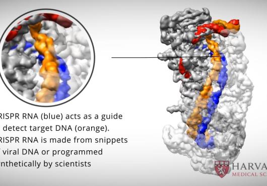 Bringing CRISPR into Focus