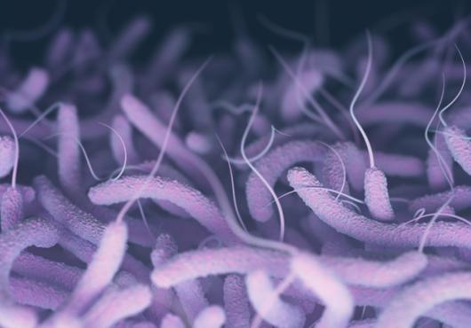 Photo illustration of flagellate cholera bacteria