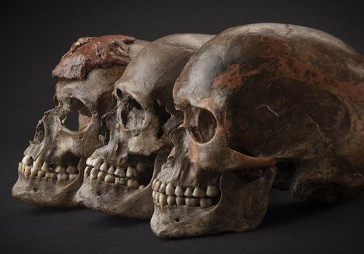 Three brown skulls against a dark background