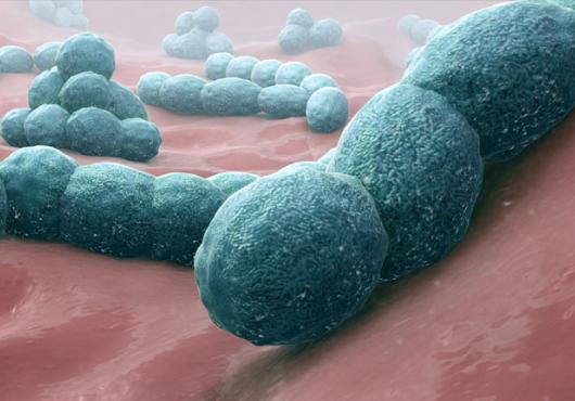 How does penicillin detonate bacteria? Insights set stage for development of new antibiotics.