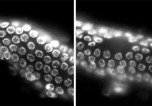 Egg cells in a worm shown as normal (left) and with a gap (right)
