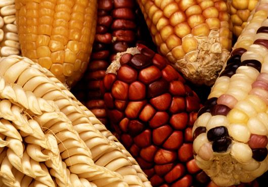 Close-up photo of varied kinds of maize cobs