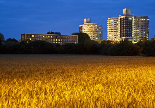 Photo of a field of wheat with hospital buildings in the background, at dusk