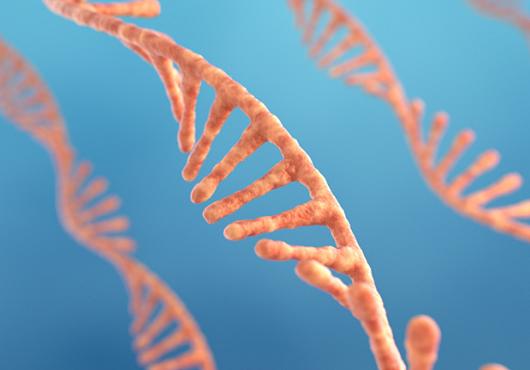 illustration of four separate twisting strands of RNA, each with one backbone with spoke-like nucleotides poking out at regular intervals