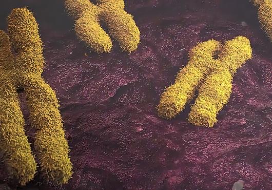 illustration of three x-shaped chromosomes