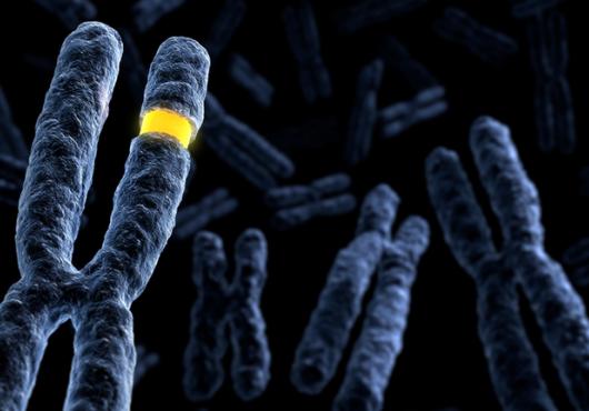 Drawing of three X-shaped chromosomes against a dark background. The largest chromosome has a piece highlighted in bright yellow.