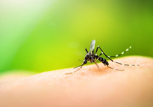 Mosquito perches on a white person's hand against a green background