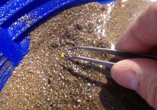 White hand holding tweezers reaches for a small piece of gold in a blue dish full of wet sand