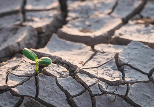 A small green shoot appears amid drought-cracked earth