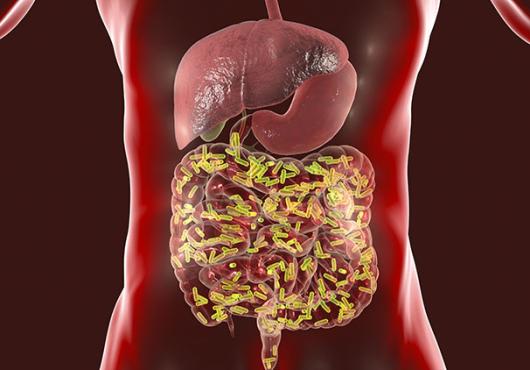 Gut bacteria in human intestines