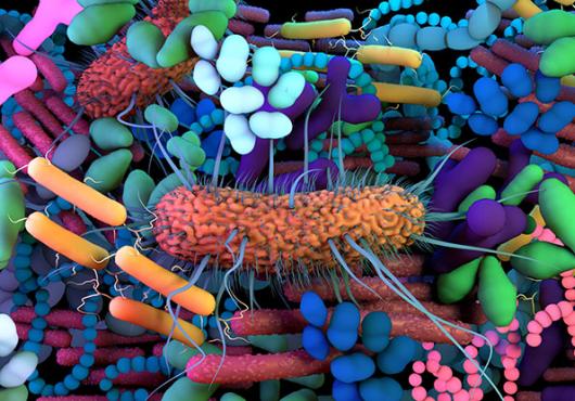 Gut microbes close-up