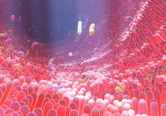 gut microbes 