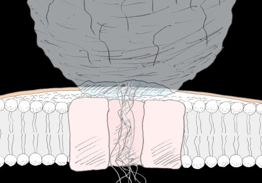 An animation of nanodiscs