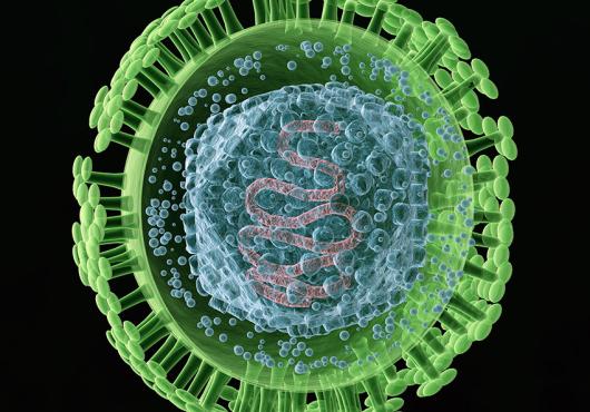 herpes simplex virus