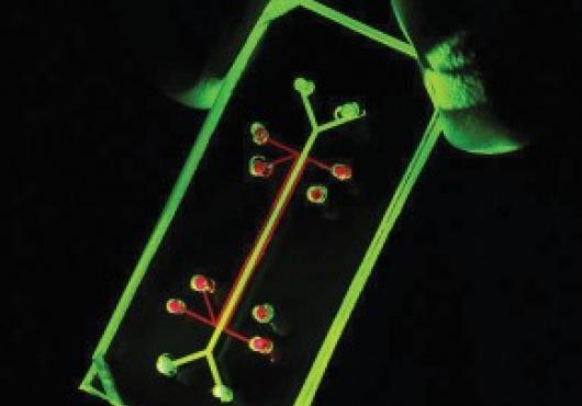 Living, Breathing Human Lung on a Chip