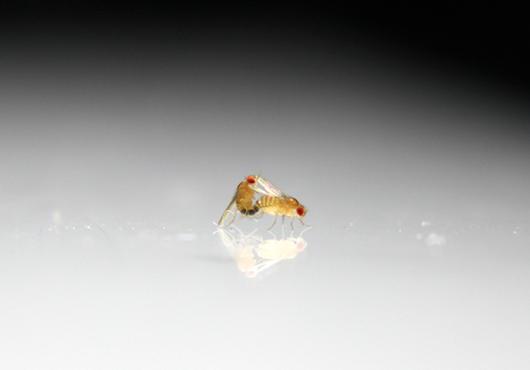 Two fruit flies mate against a white and black background