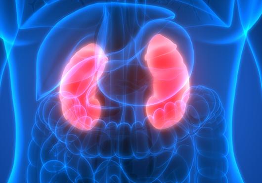 Illustration of pink kidneys on bright blue background of human midsection