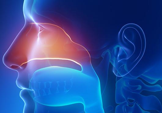 sinuses