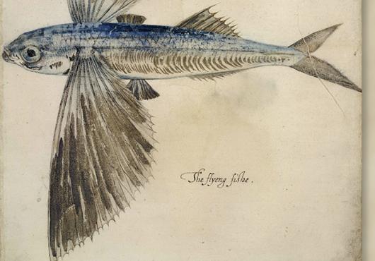 illustration of a flying fish