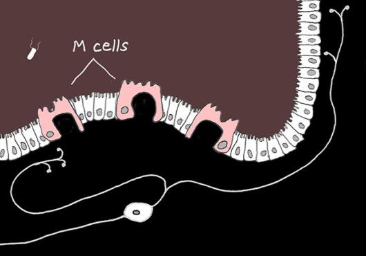 illustration of a gut neuron