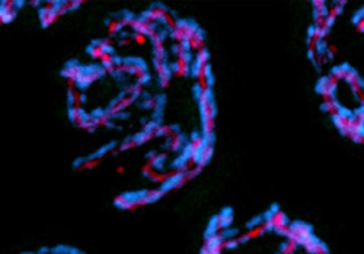 chromosomes glow red and blue