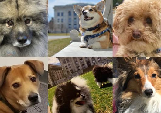 The dogs of HMS