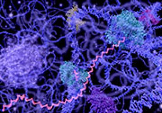 Gauging RNA velocity could give scientists insight into how cells make decisions