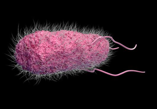 Salmonella bacterium