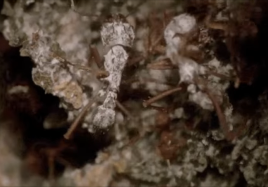 ants crawling on their fungus garden