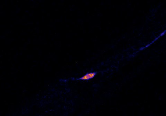 Microscopic worm neuron glows pink and blue against black background