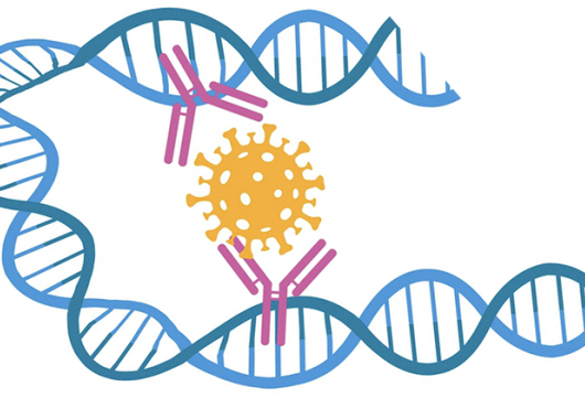 Illustration of a DNA double helix looped back on itself. Two antibodies embedded in the DNA have bound to a SARS-CoV-2 particle.
