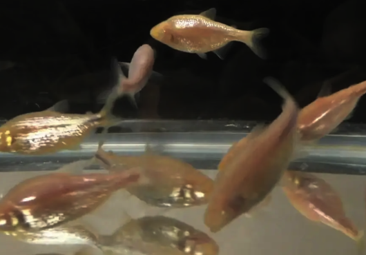 Eyeless fish swim in a dark tank
