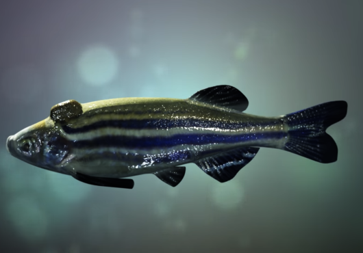 illustration of a zebrafish with a bump on its head
