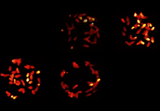 computer images of mice represented in heat maps