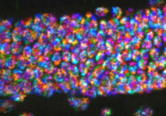 Chromosomes appear as dozens of rainbow clusters in a long, narrow, transparent worm