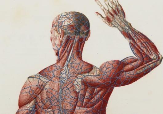 A human body
