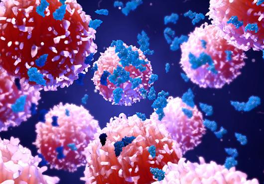 immune cells and cancer cells