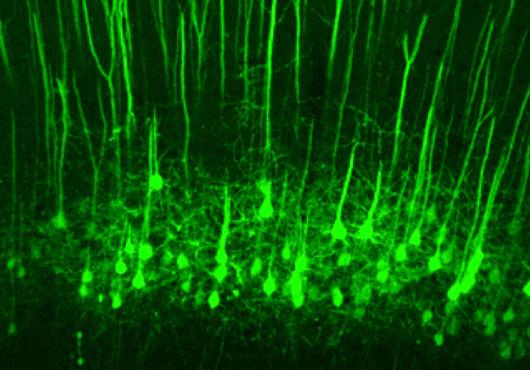 Neurons stained bright green stretch from bottom to top of image in parallel lines